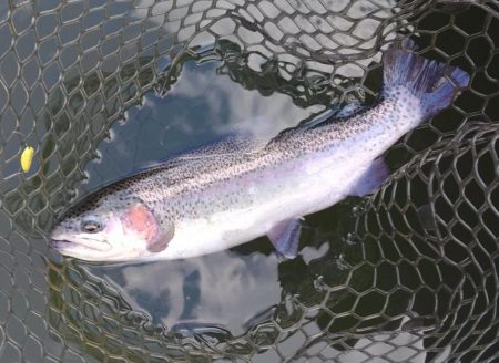 釣り納め ～大安トラウトレイク～